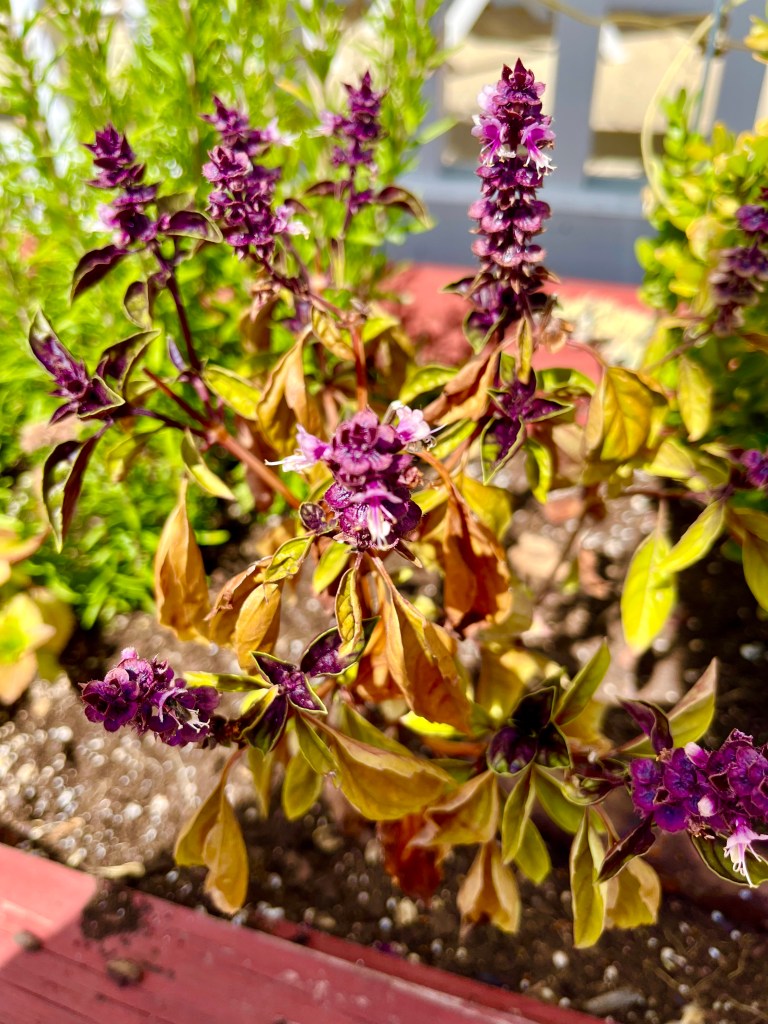 A close-up of a basil plant with purple flowers and yellowing leaves, growing in a garden bed.