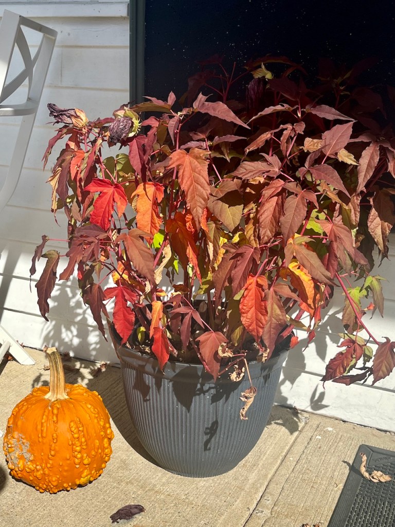 A pot of colorful autumn leaves in shades of red and orange next to a textured orange pumpkin on a concrete surface.