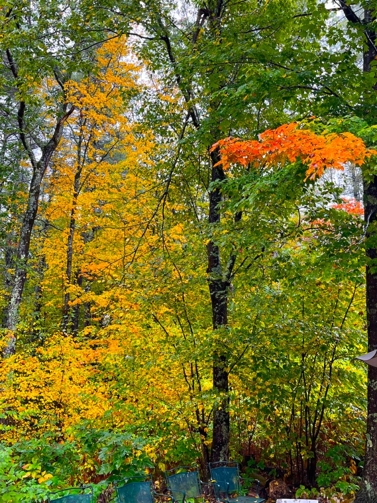 Colorful autumn foliage with vibrant yellow and orange leaves among green trees, showcasing the beauty of fall.