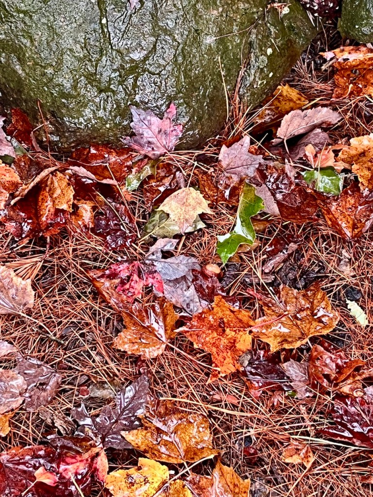 A close-up of colorful autumn leaves scattered on the ground, featuring shades of red, orange, and brown, alongside pine needles and a wet, moss-covered rock.