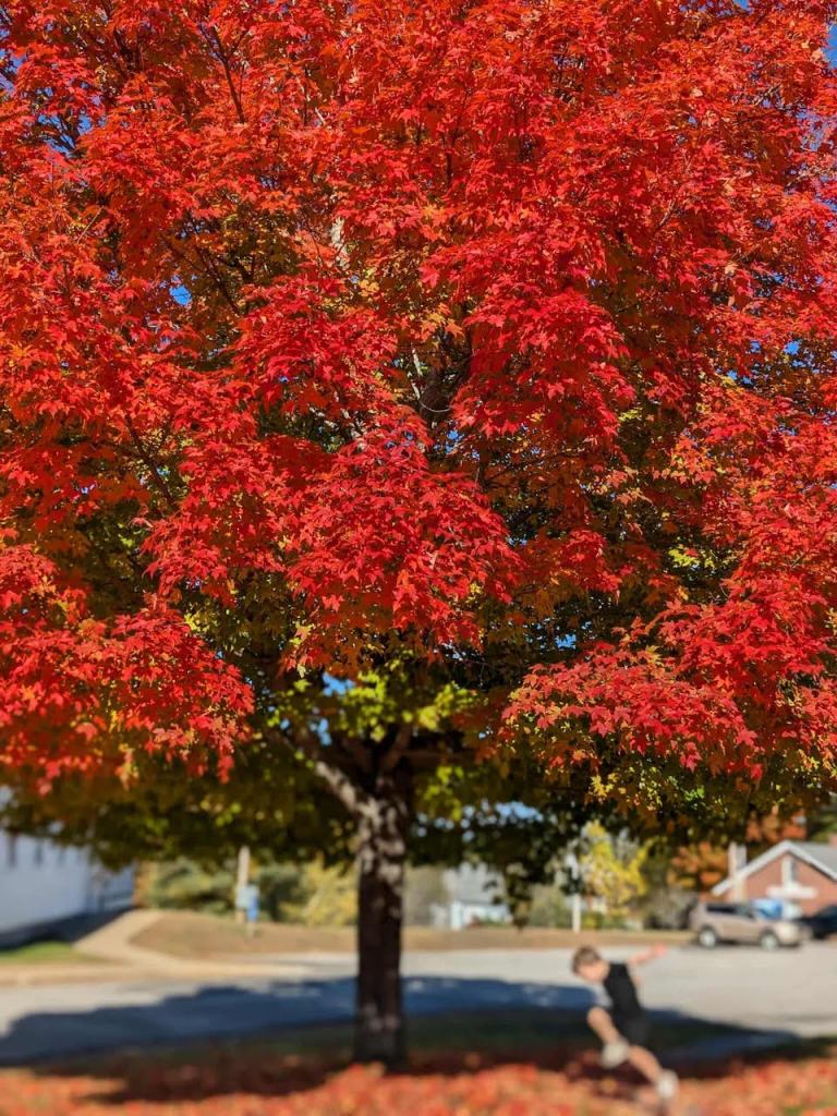 A vibrant autumn tree with bright red leaves, showcasing a stunning fall landscape, with a child playfully running in the foreground.