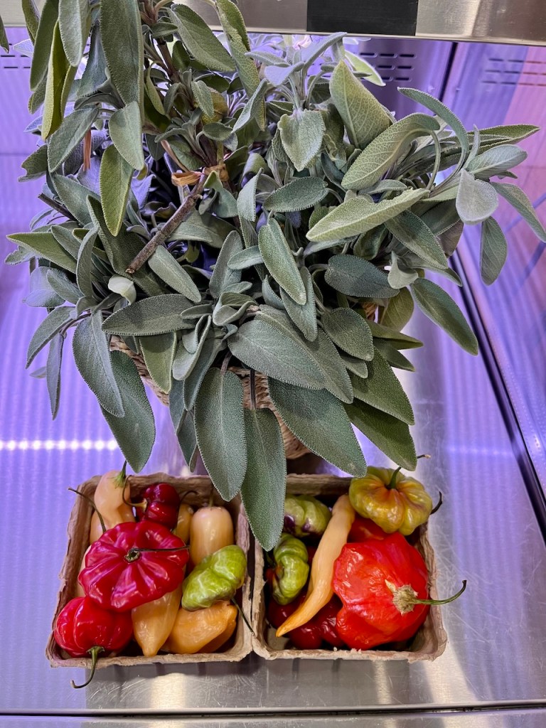 A woven basket containing assorted colorful peppers, including red, yellow, and green varieties, alongside a lush green plant with broad leaves.